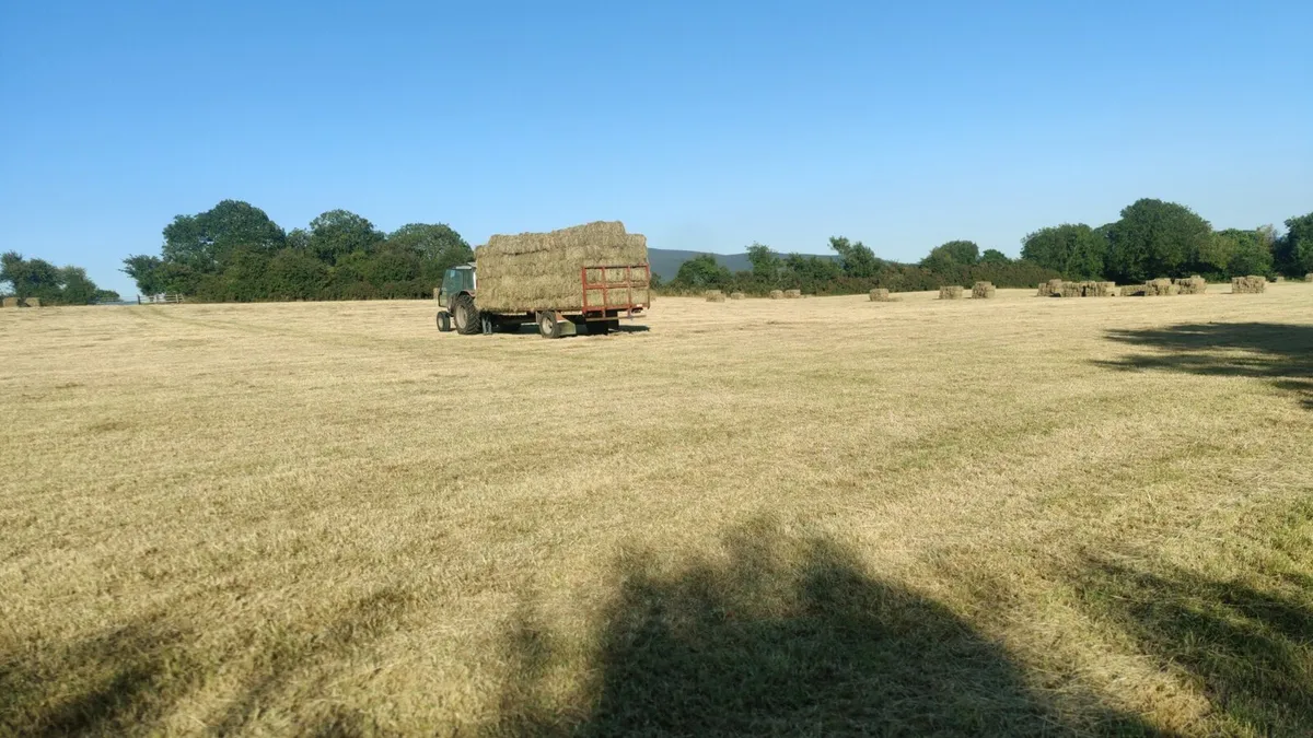 Hay