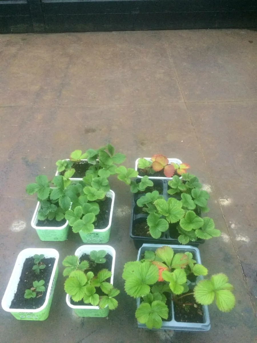 22 Strawberry 🍓 Plants - Image 2