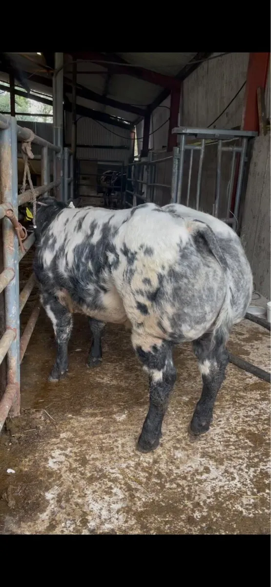 Pedigree Belgian Blue Bull - Image 1
