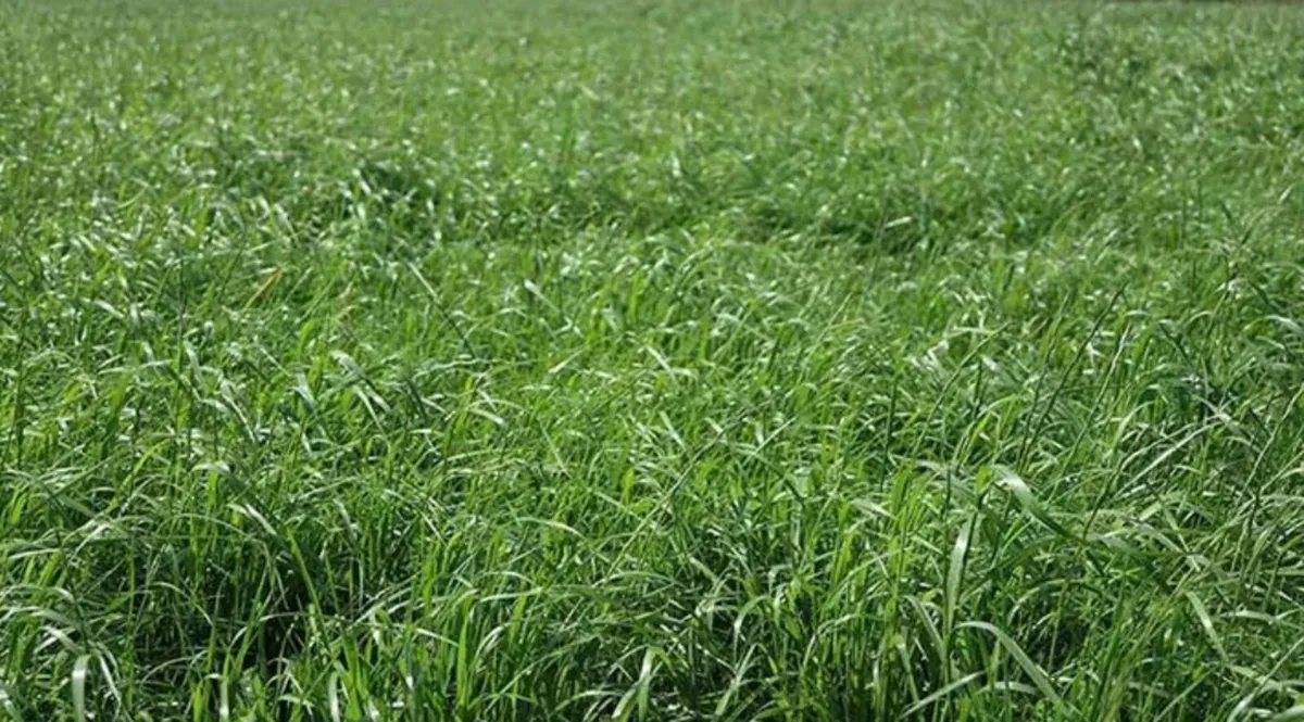 sheep grazing available