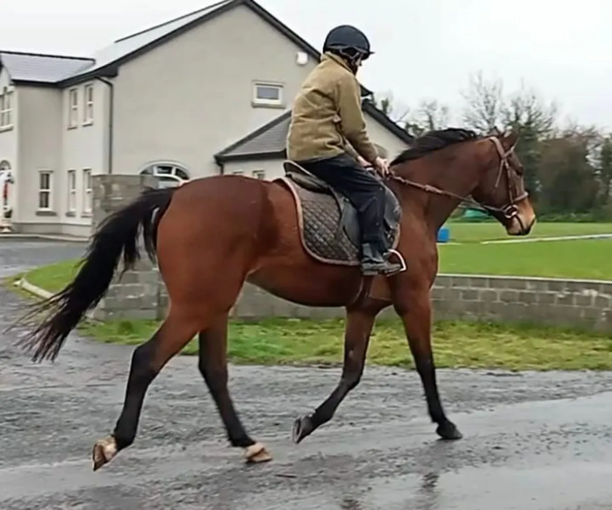 Gelding - Image 1