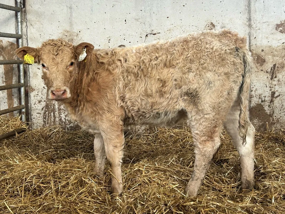 3 smashing suckler breed charlois heifers - Image 1