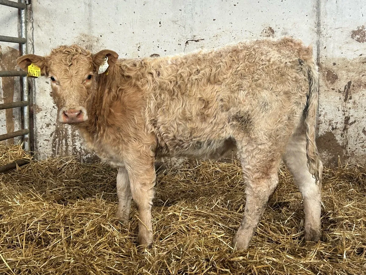 3 smashing suckler breed charlois heifers - Image 2