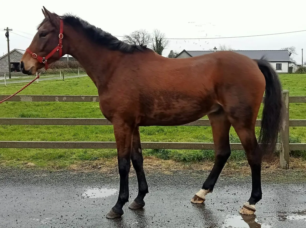 Gelding - Image 2