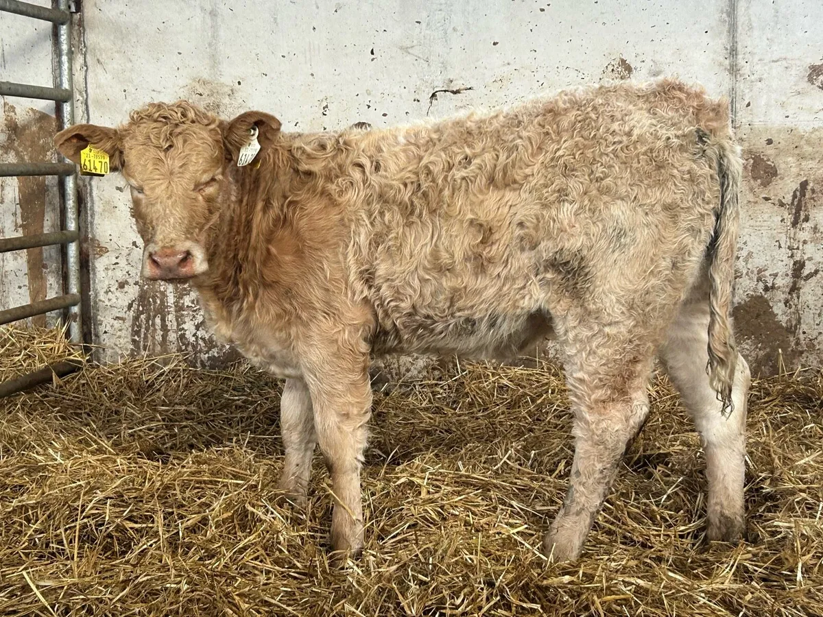 3 smashing suckler breed charlois heifers - Image 3