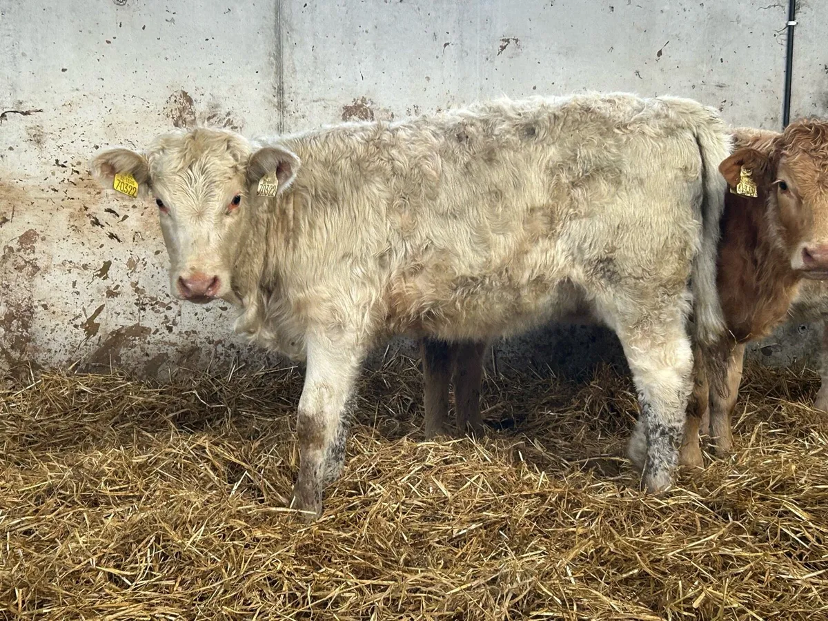 3 smashing suckler breed charlois heifers - Image 4
