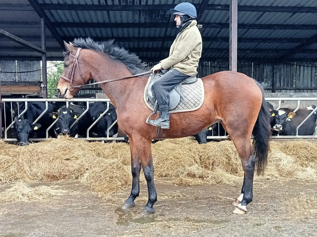 Gelding - Image 3
