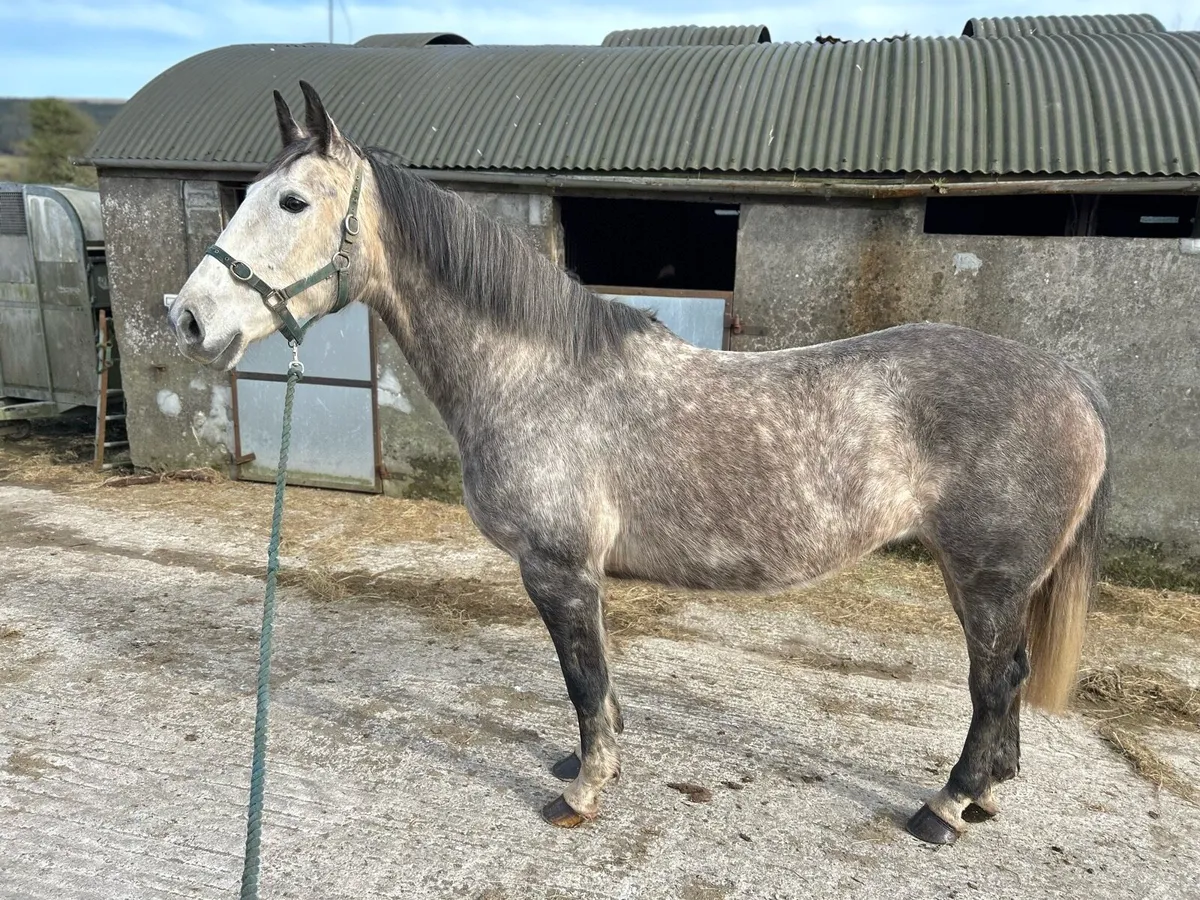 Royale Cruise X Olympic Lux Mare - Image 1