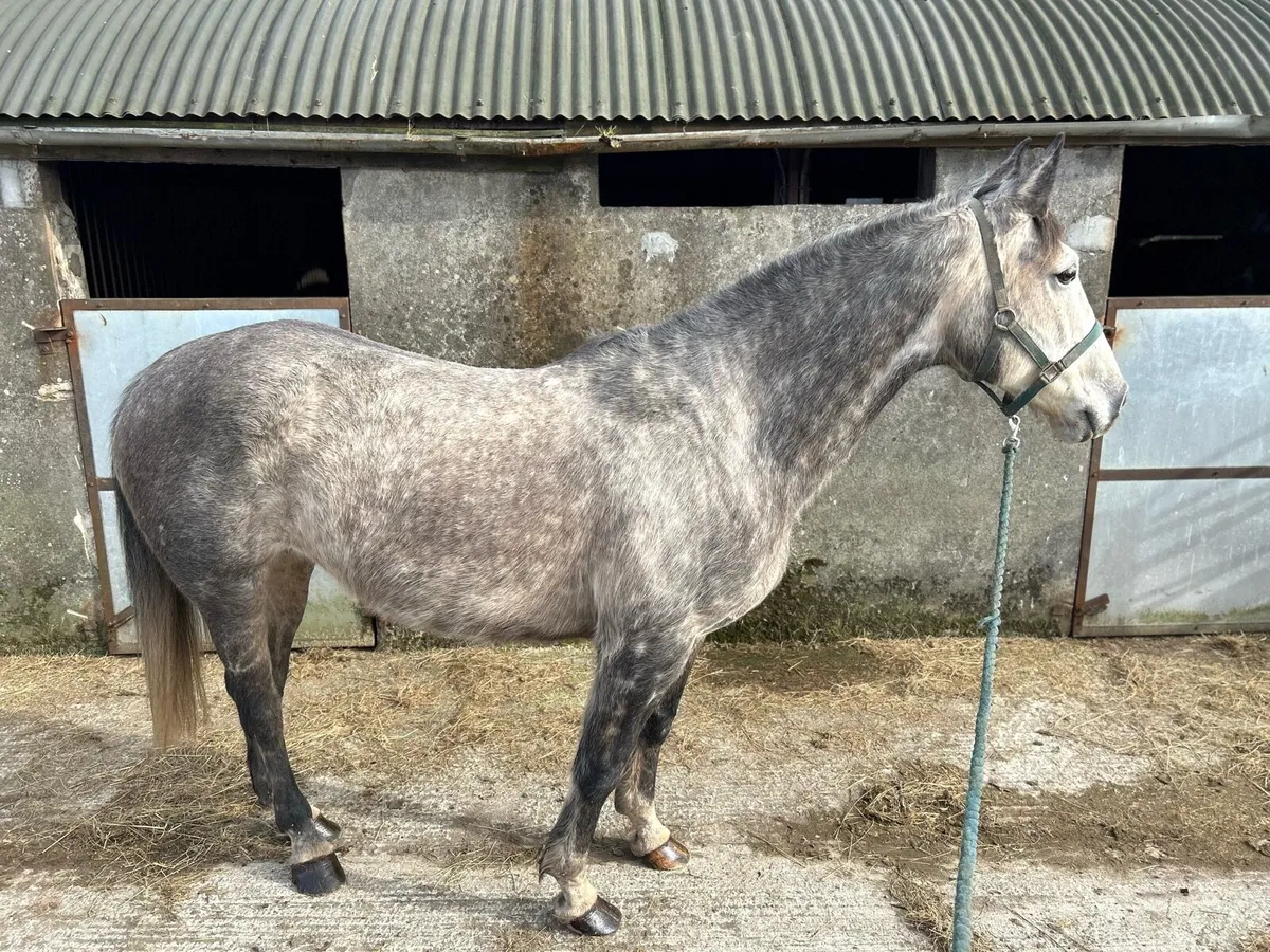 Royale Cruise X Olympic Lux Mare - Image 2