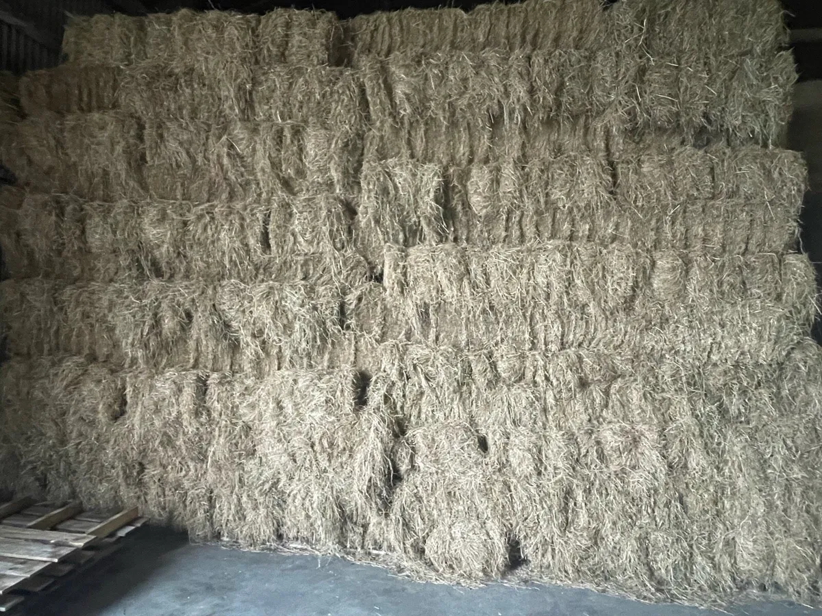 Hay square bales - Image 1
