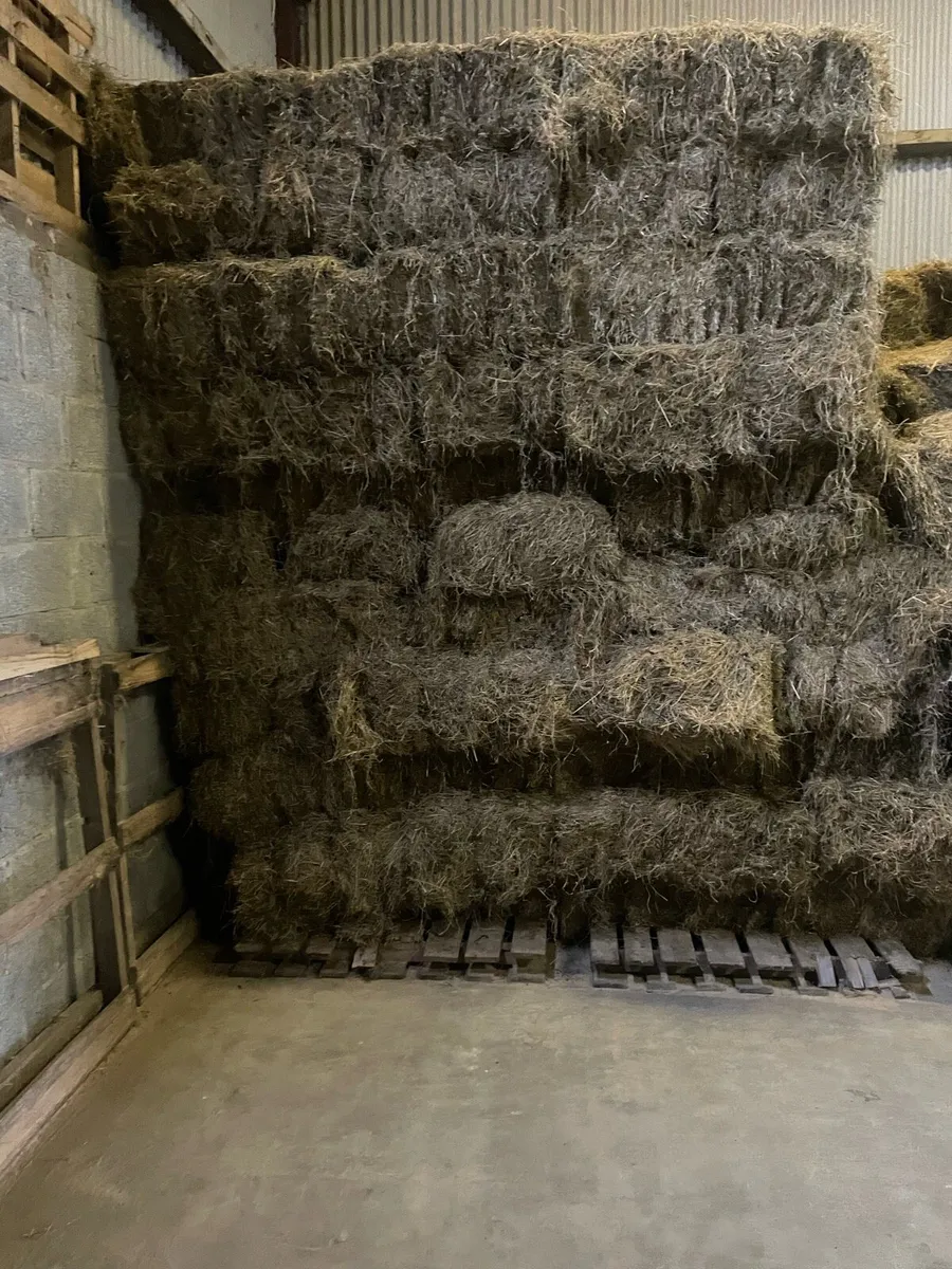 Hay square bales - Image 2