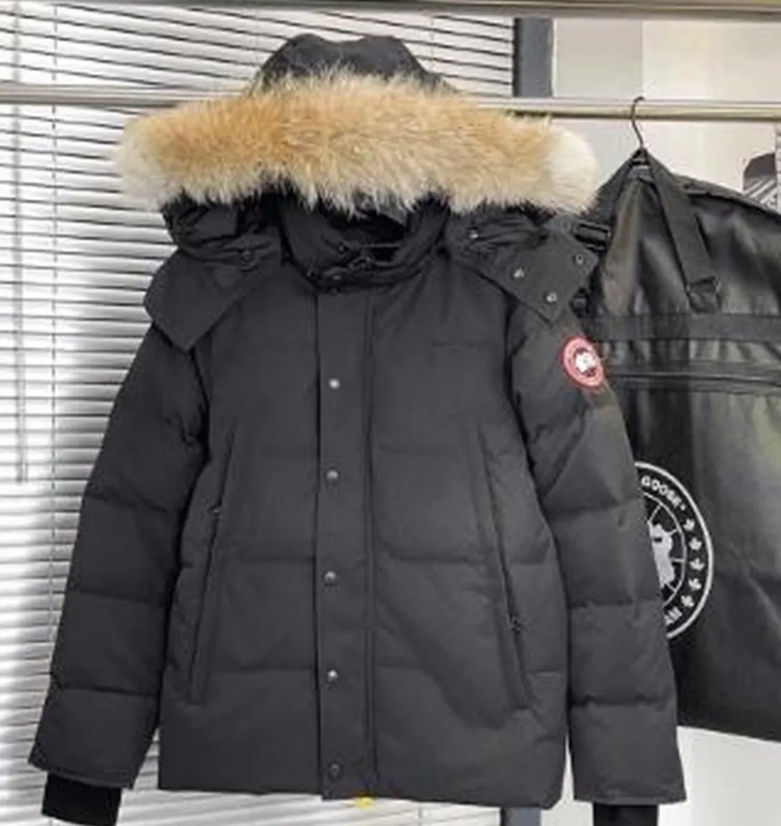 Canada goose