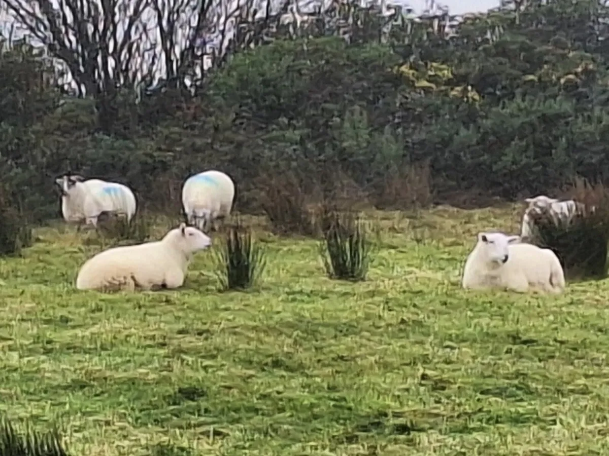 12 Hogget Ewes - Image 1