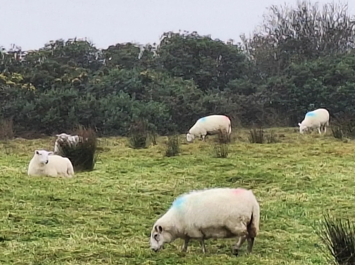 12 Hogget Ewes - Image 2