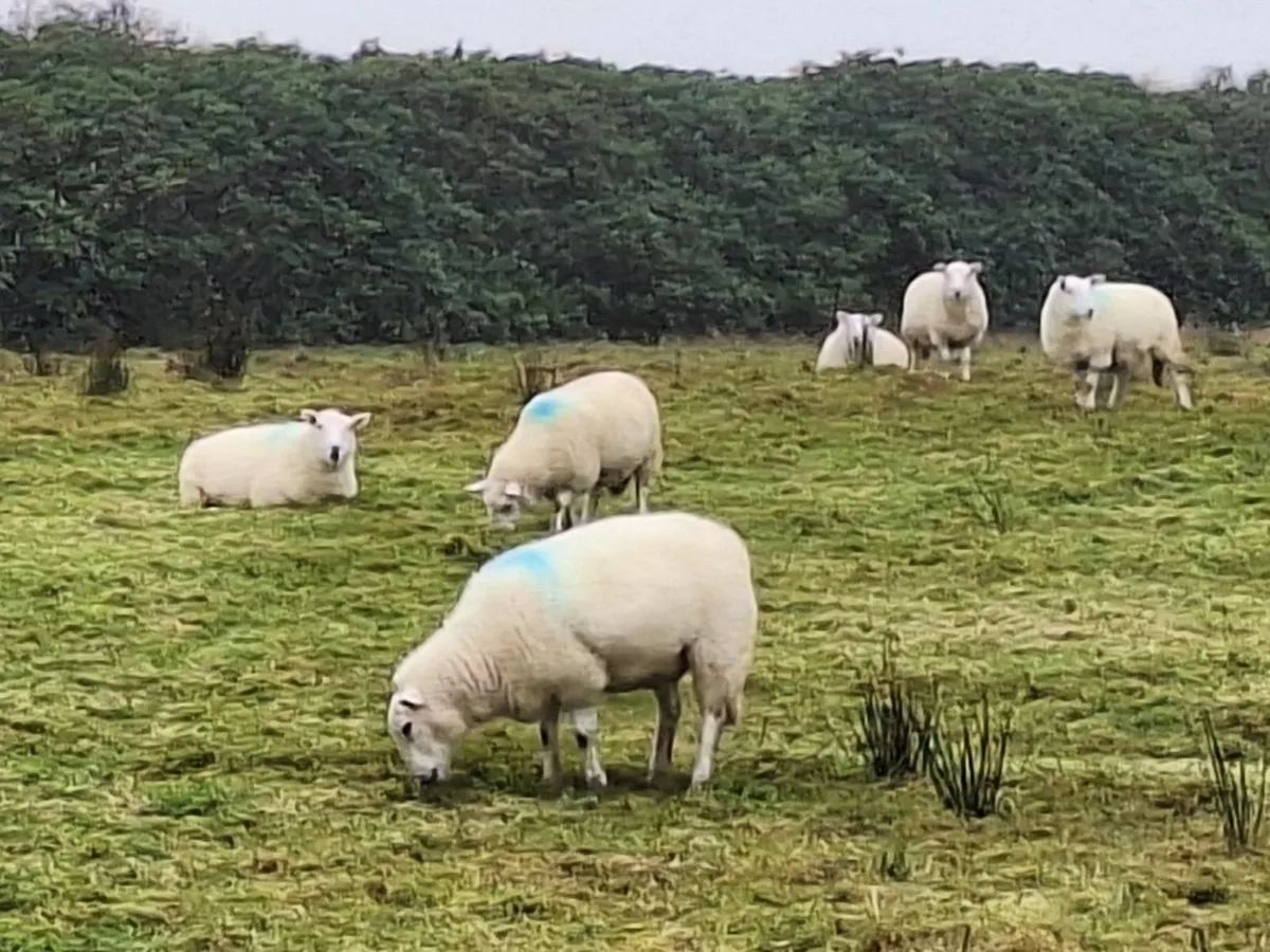 12 Hogget Ewes - Image 3