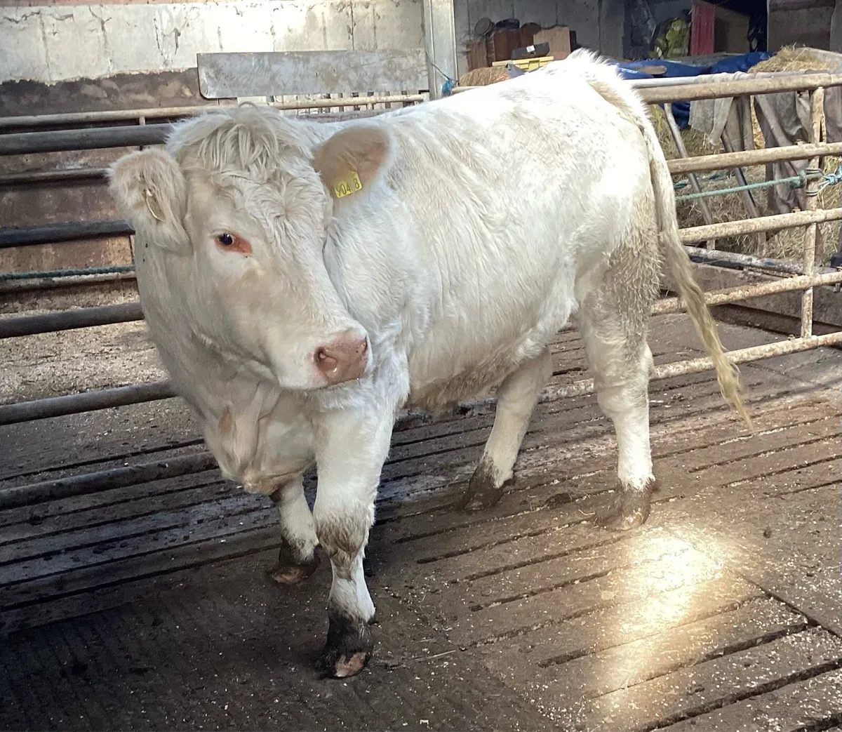 Top Quality Purebred Charolais Springer - Image 2