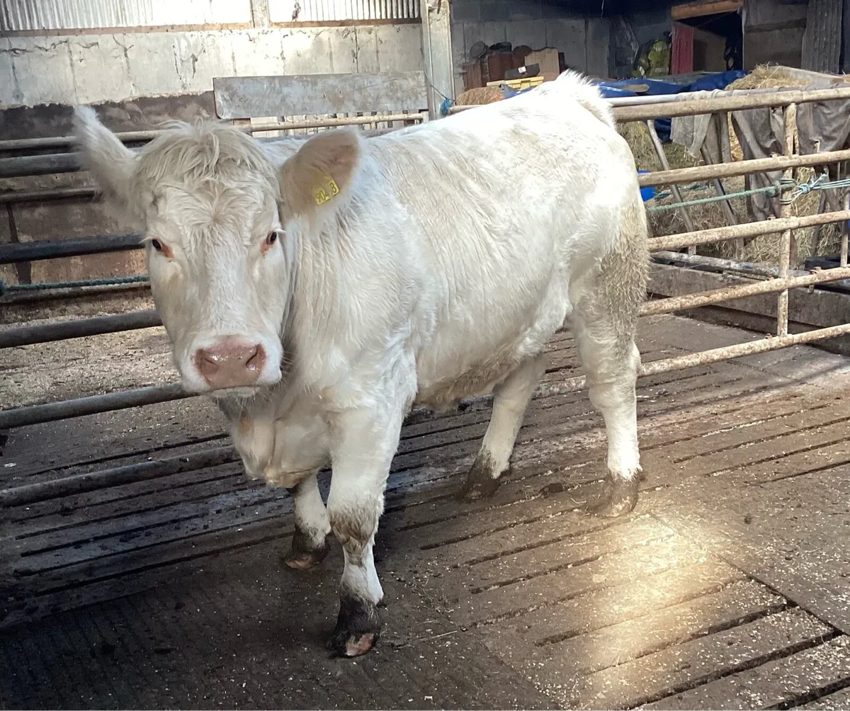 Top Quality Purebred Charolais Springer - Image 1