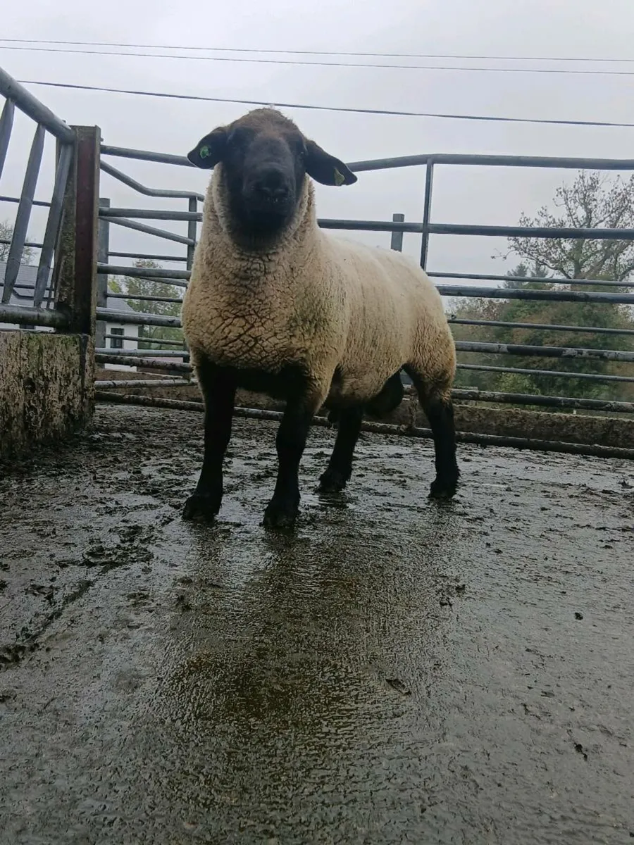 Ram for sale - Image 2