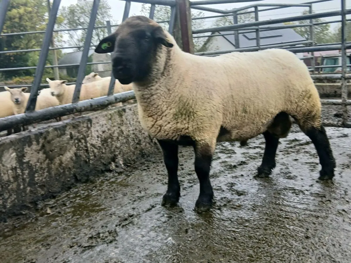 Ram for sale - Image 3