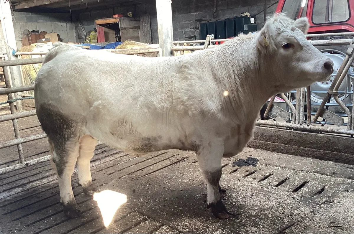 Top Quality Purebred Charolais Springer - Image 3