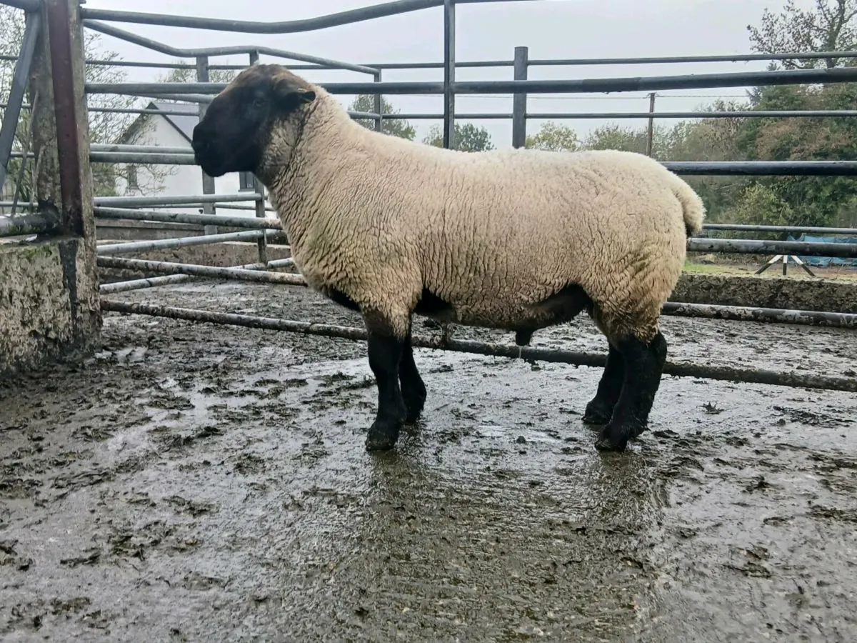 Ram for sale - Image 4