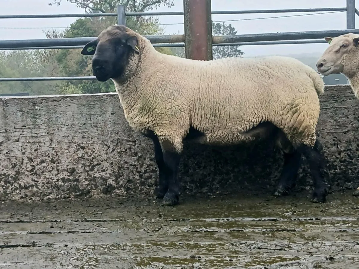 Ram for sale - Image 1