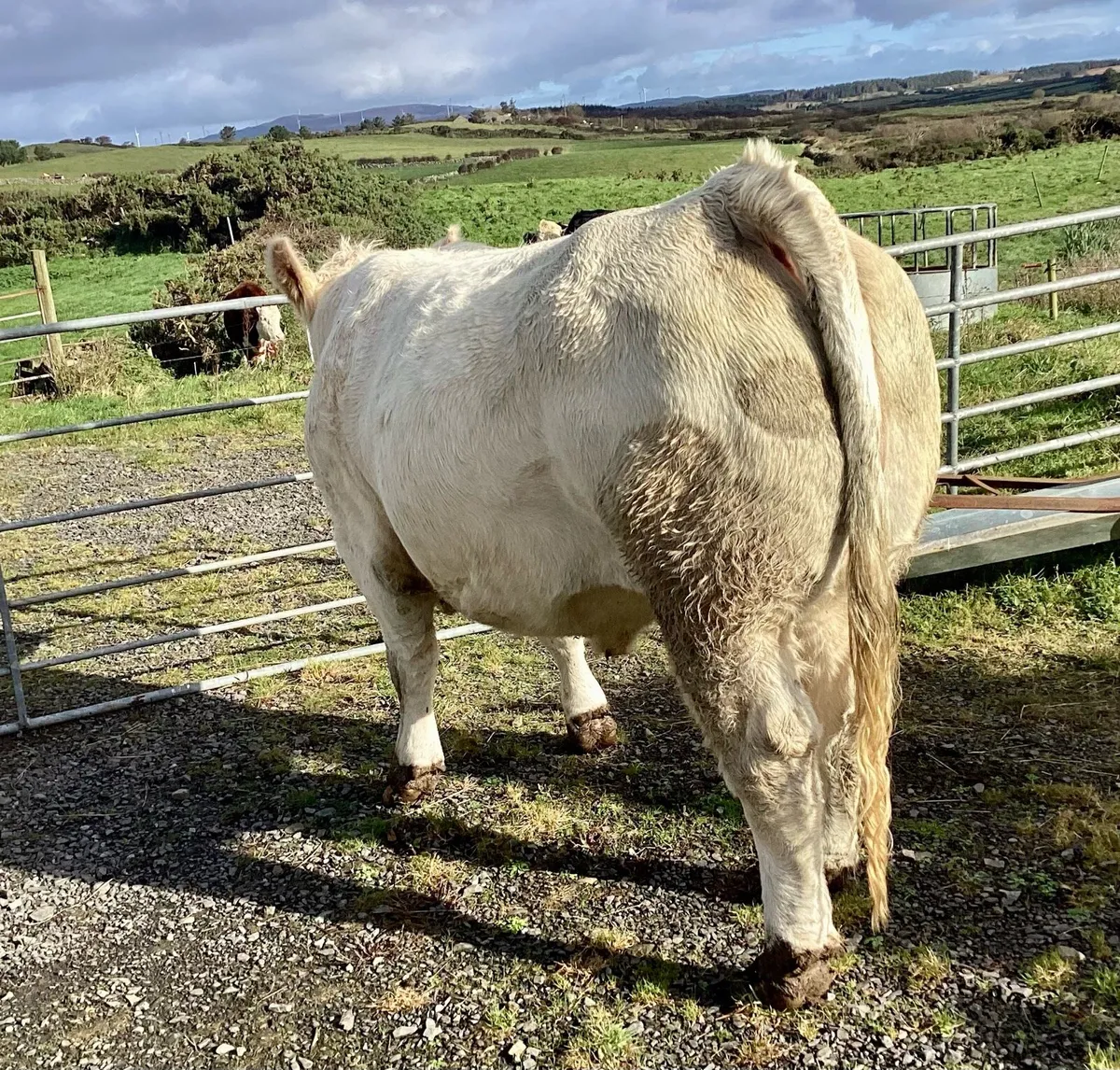 Top Quality Purebred Charolais Springer - Image 4