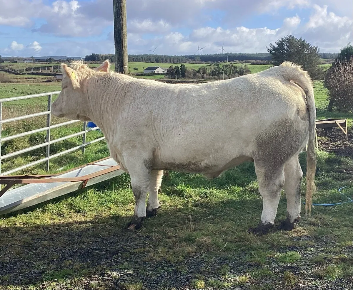 Top Quality Purebred Charolais Springer - Image 1