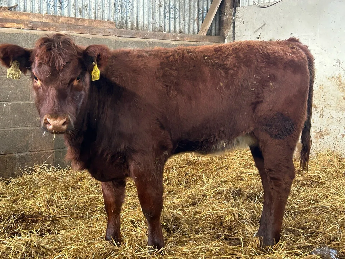 2 red Angus heifer weanlings suckler breed - Image 2