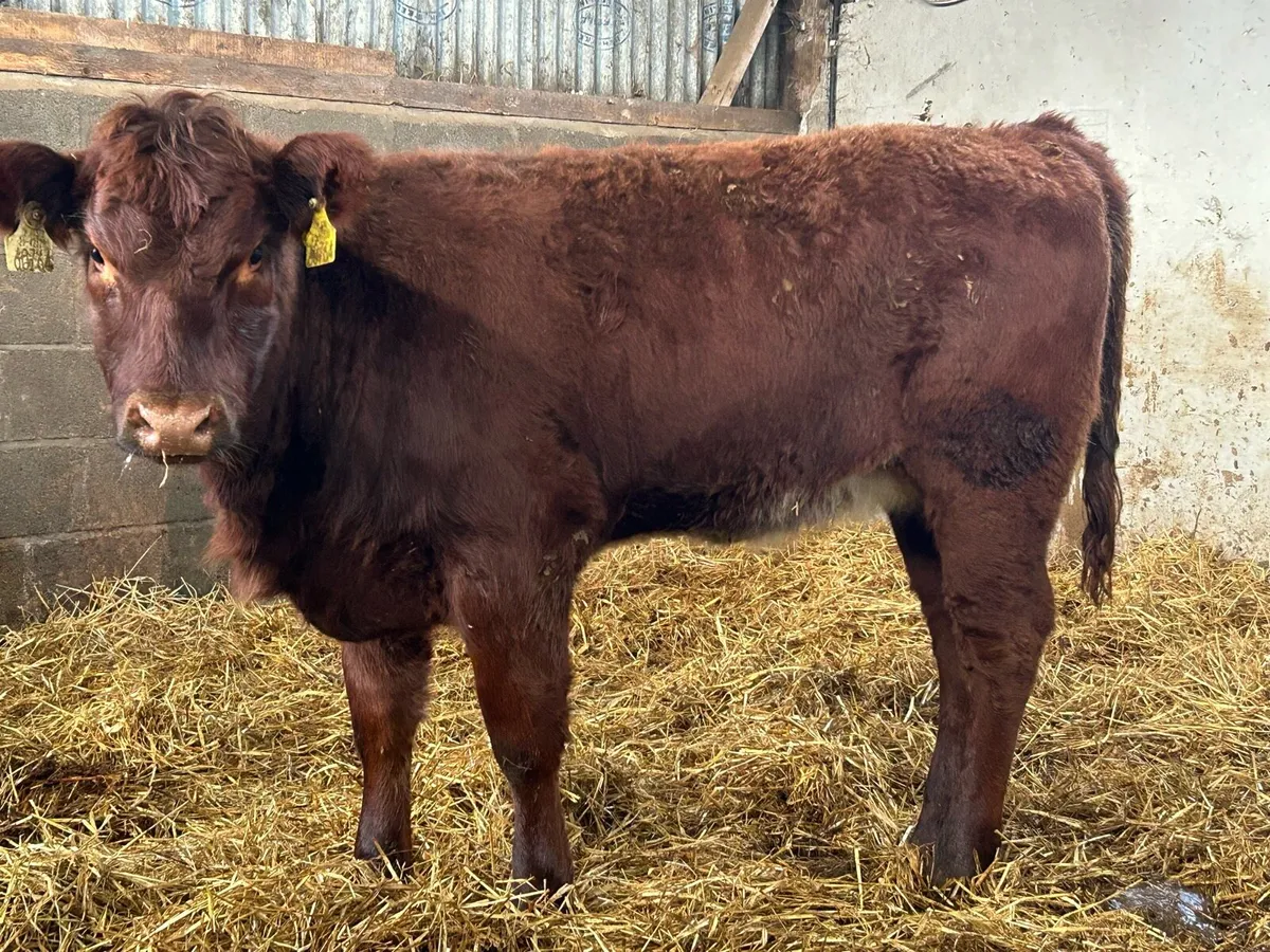 2 red Angus heifer weanlings suckler breed - Image 3