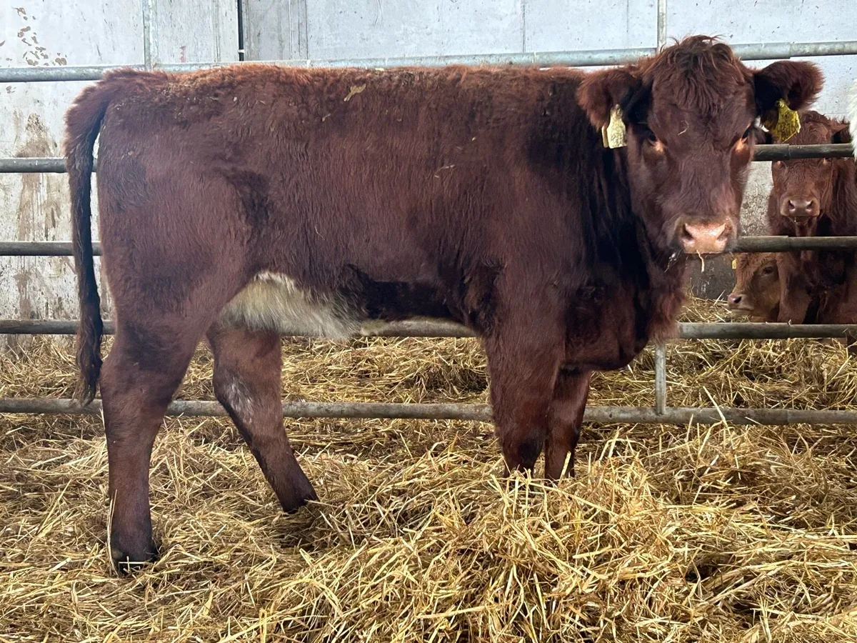 2 red Angus heifer weanlings suckler breed - Image 4