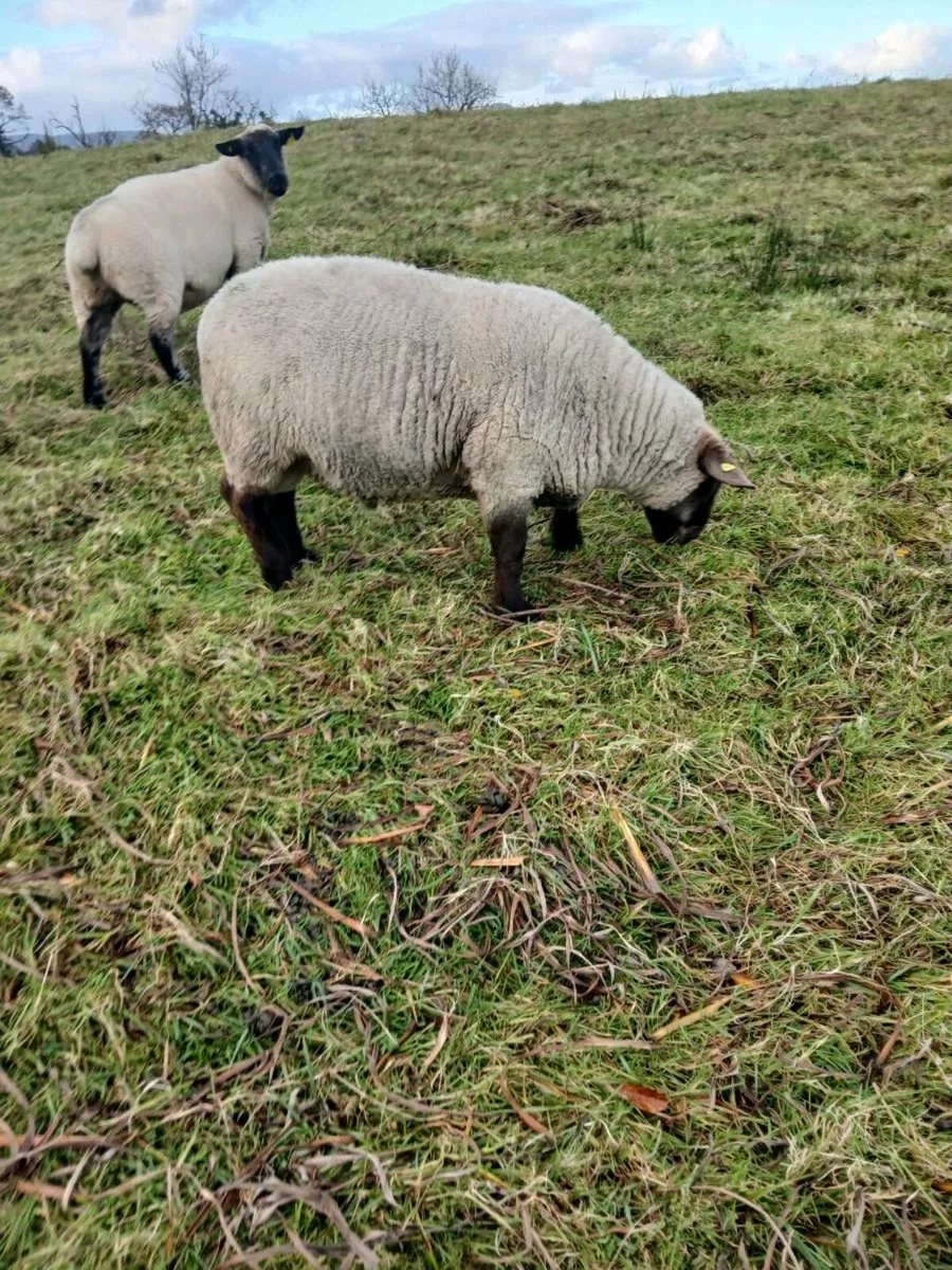 Sufftex hogget ram - Image 2