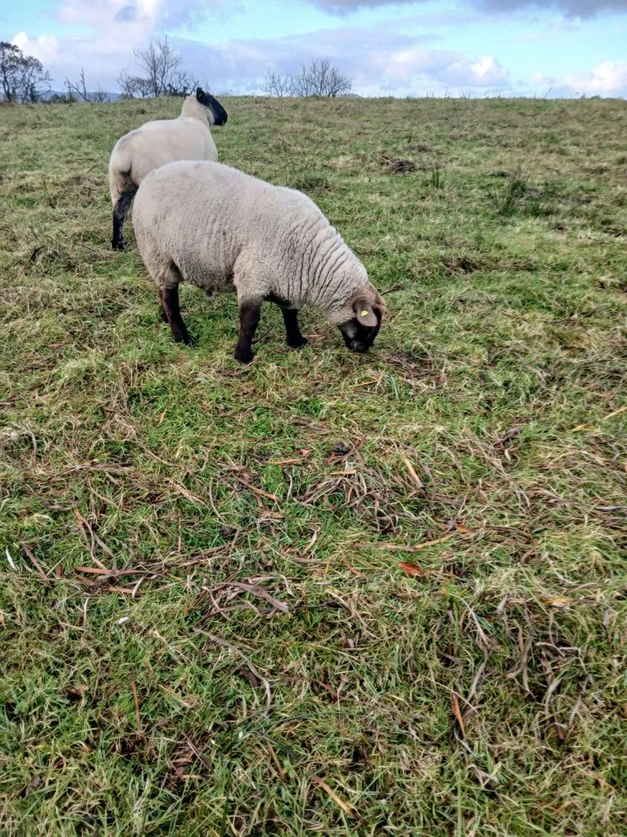 Sufftex hogget ram - Image 3