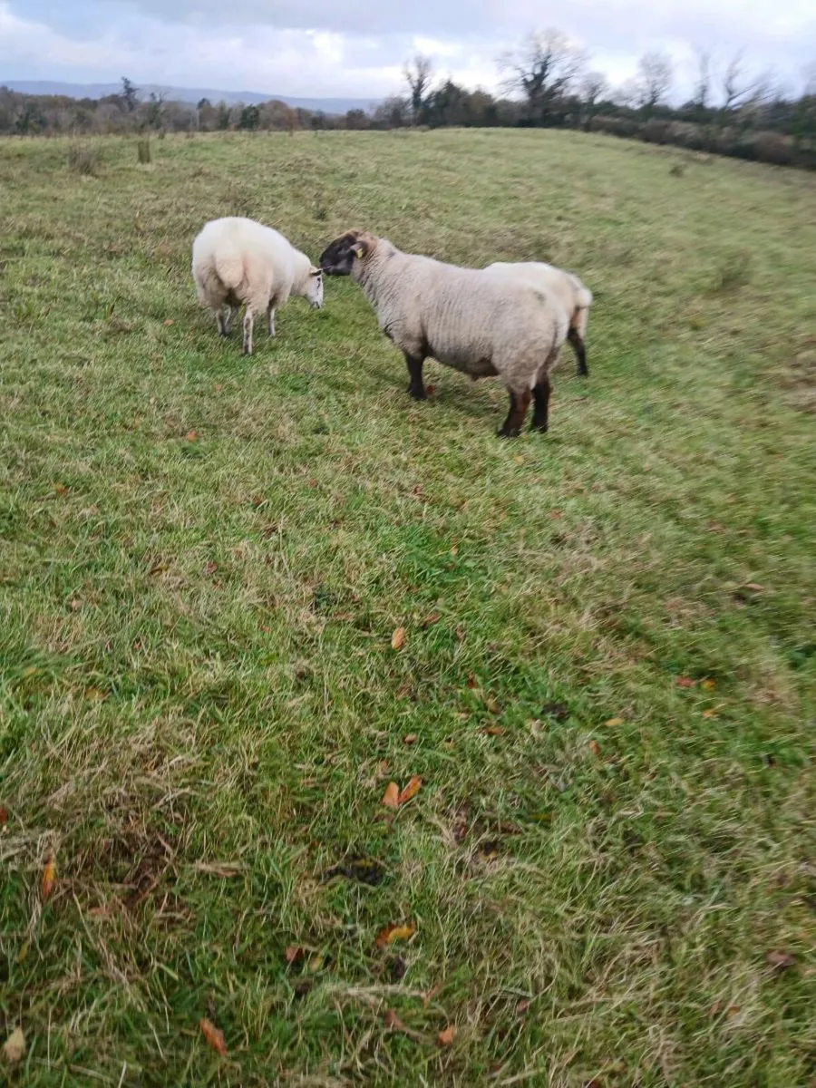 Sufftex hogget ram - Image 4