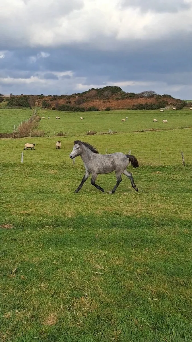 Cracking Connemara filly foal - Image 2