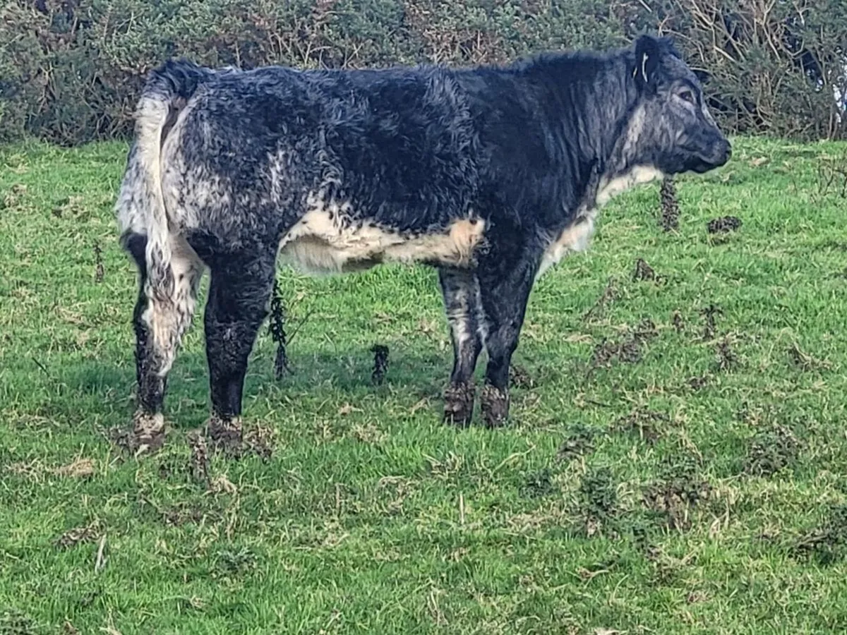Limousin breeding heifer - Image 1