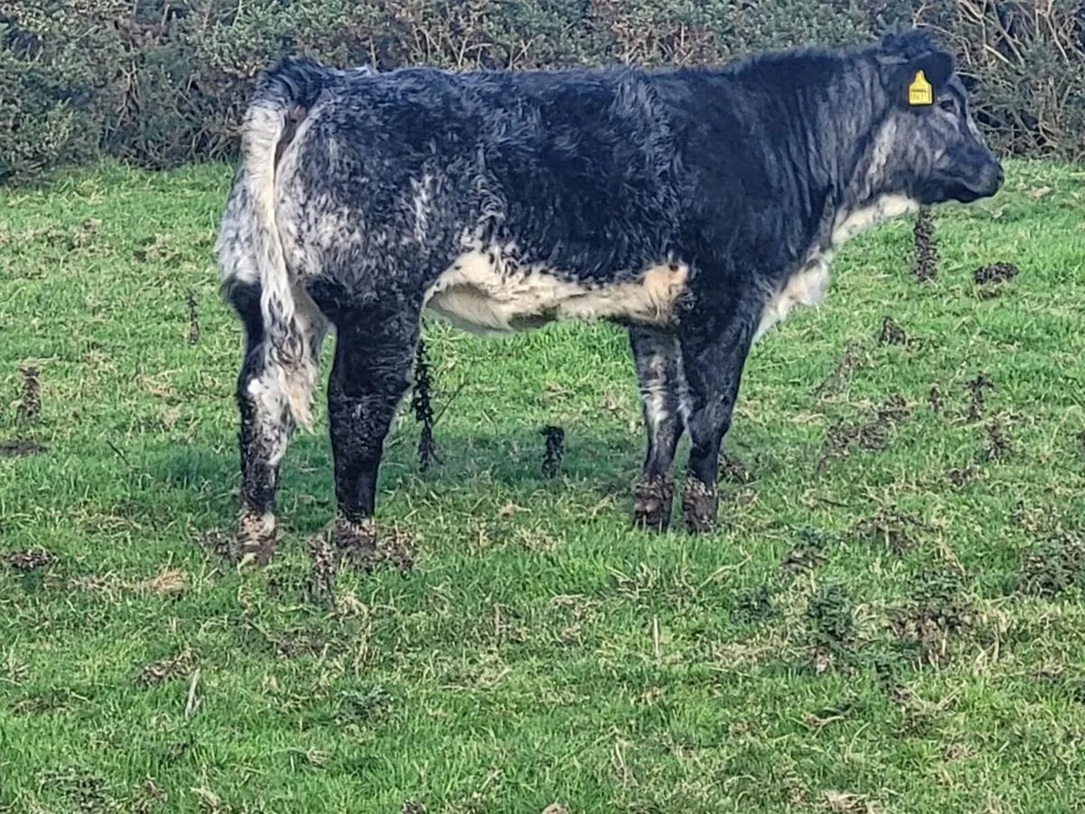 Limousin breeding heifer - Image 2