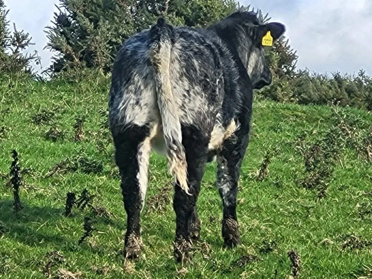 Limousin breeding heifer - Image 3
