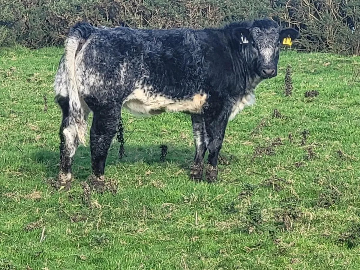 Limousin breeding heifer - Image 4