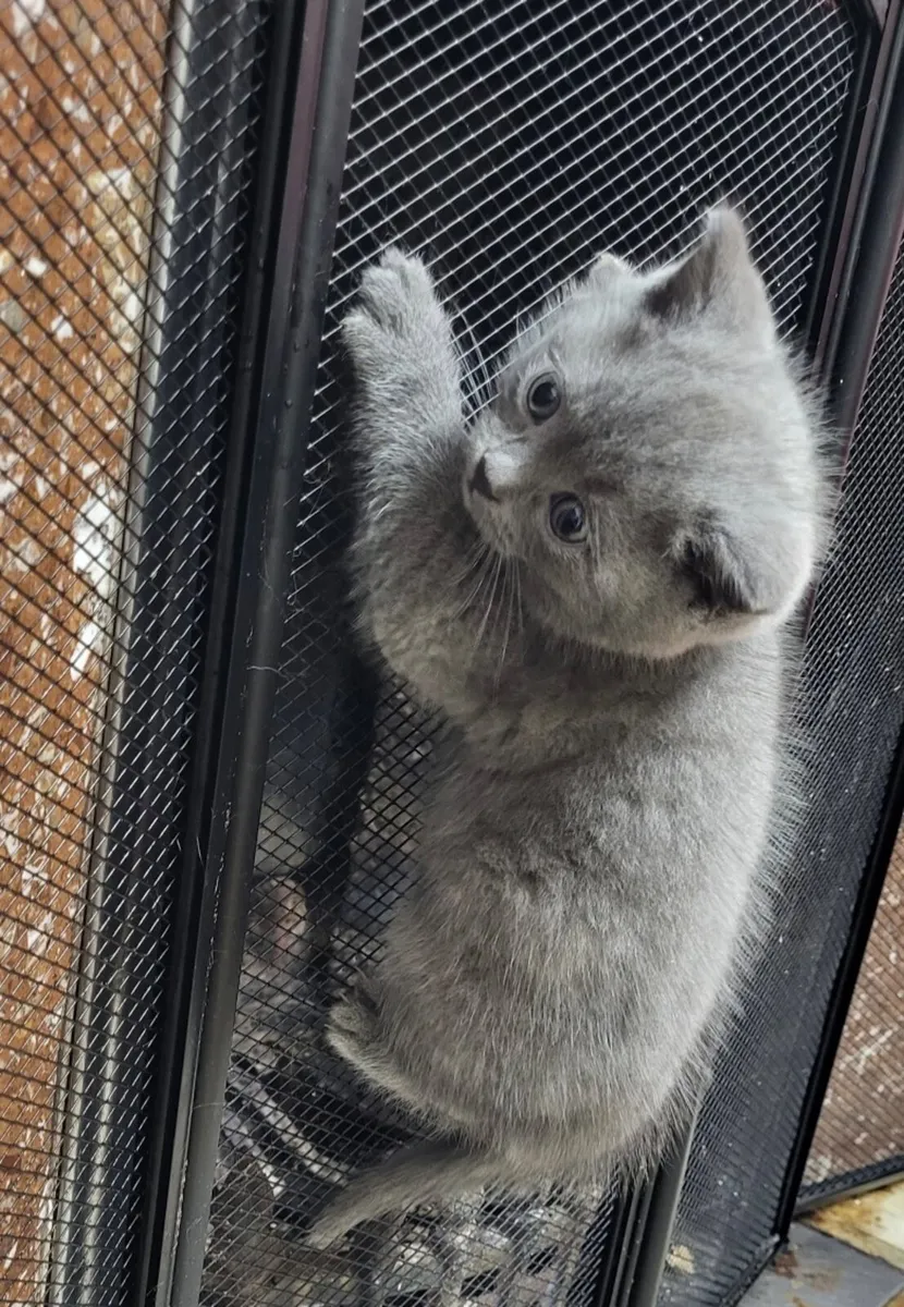 Pets - Image 2