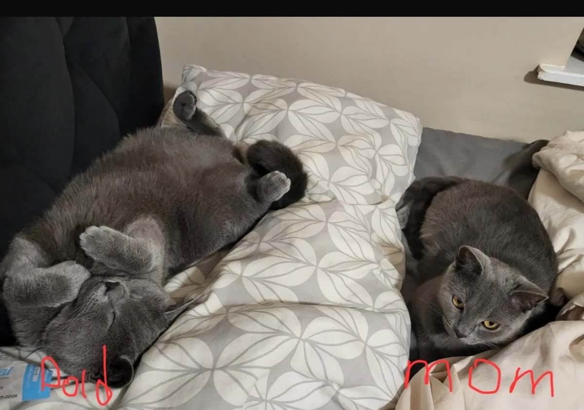 Pets - Image 3