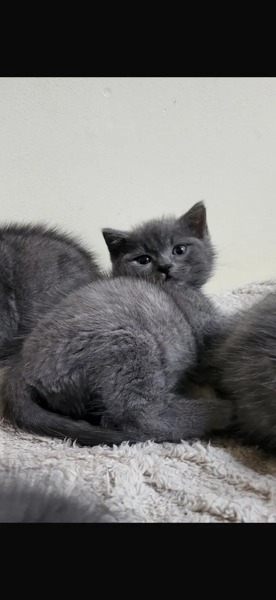 Pets - Image 1
