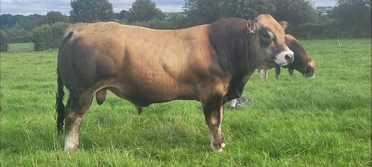 Bull - Image 1