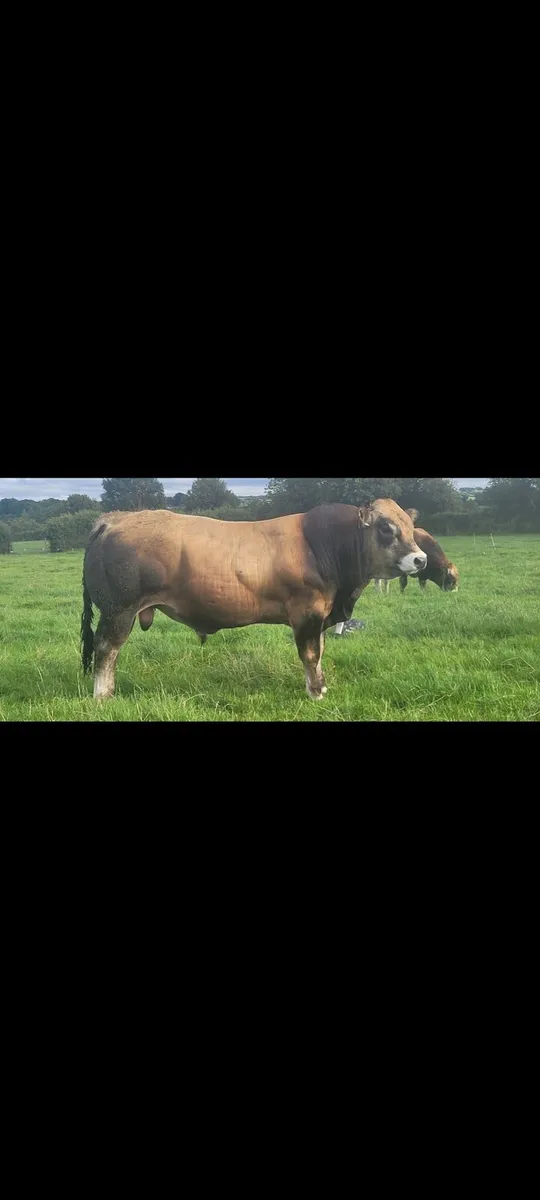 Bull - Image 2