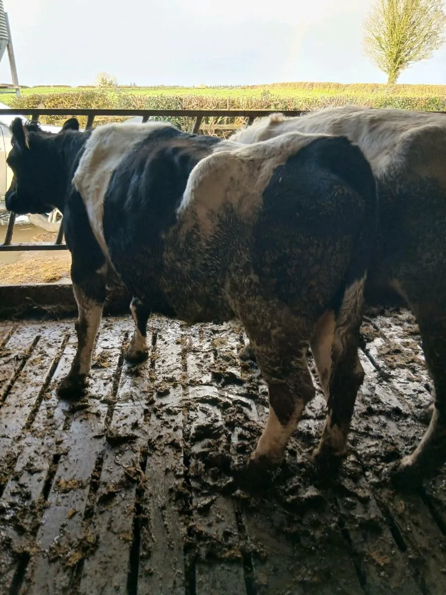 5 star BB COW - Image 2