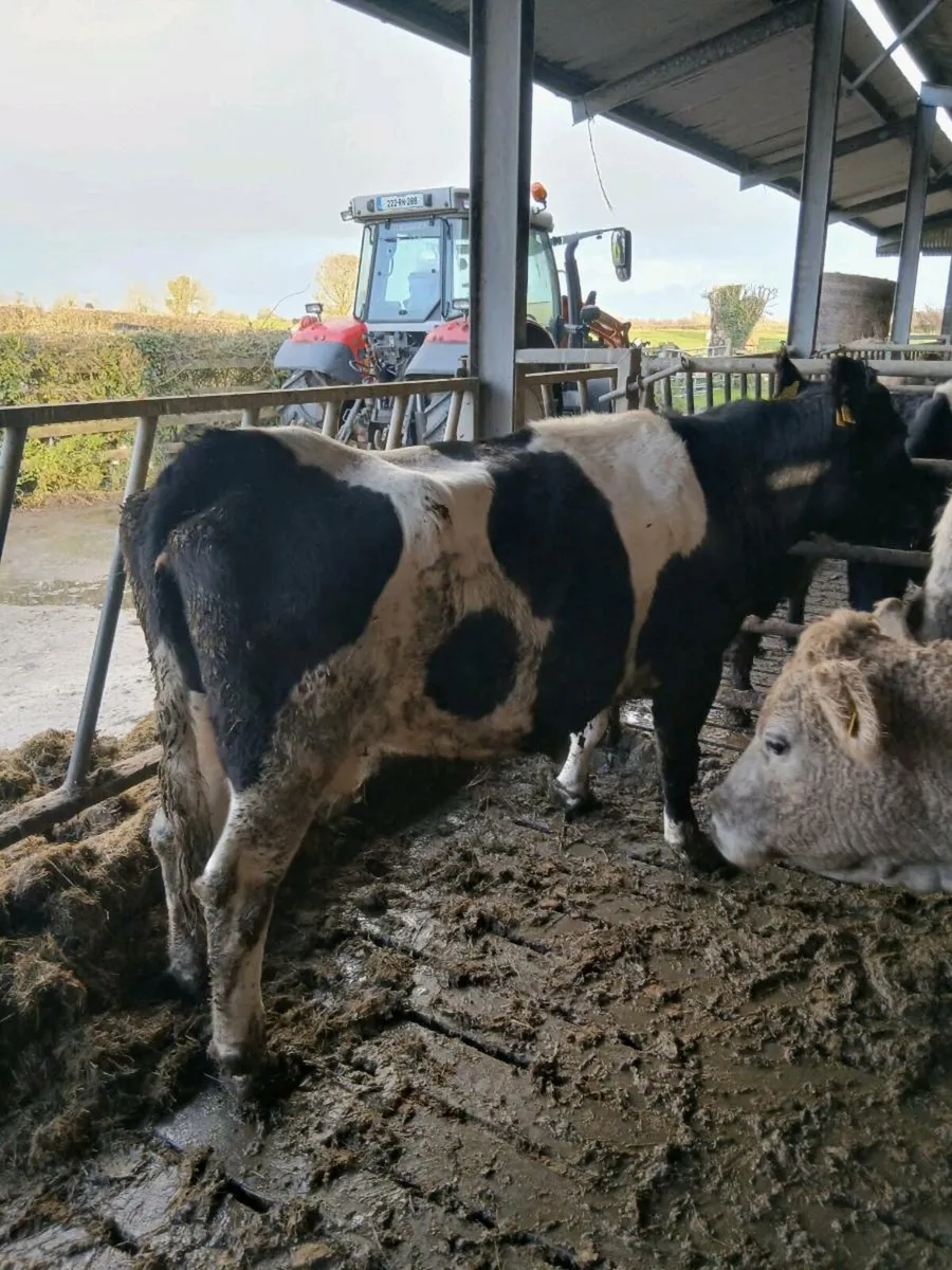 5 star BB COW - Image 3