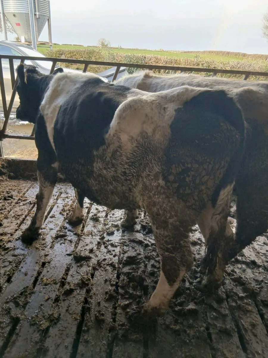 5 star BB COW - Image 4