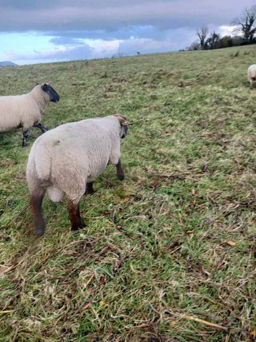 Sufftex hogget ram - Image 1