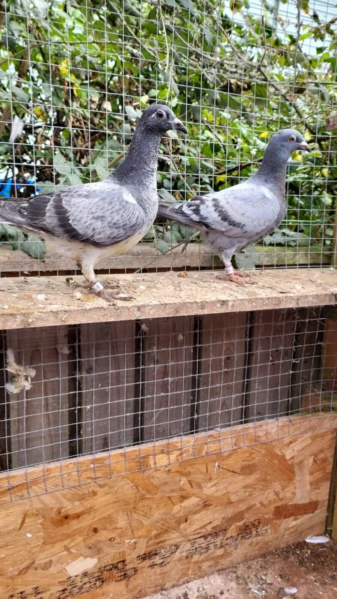 Pigeon - Image 1