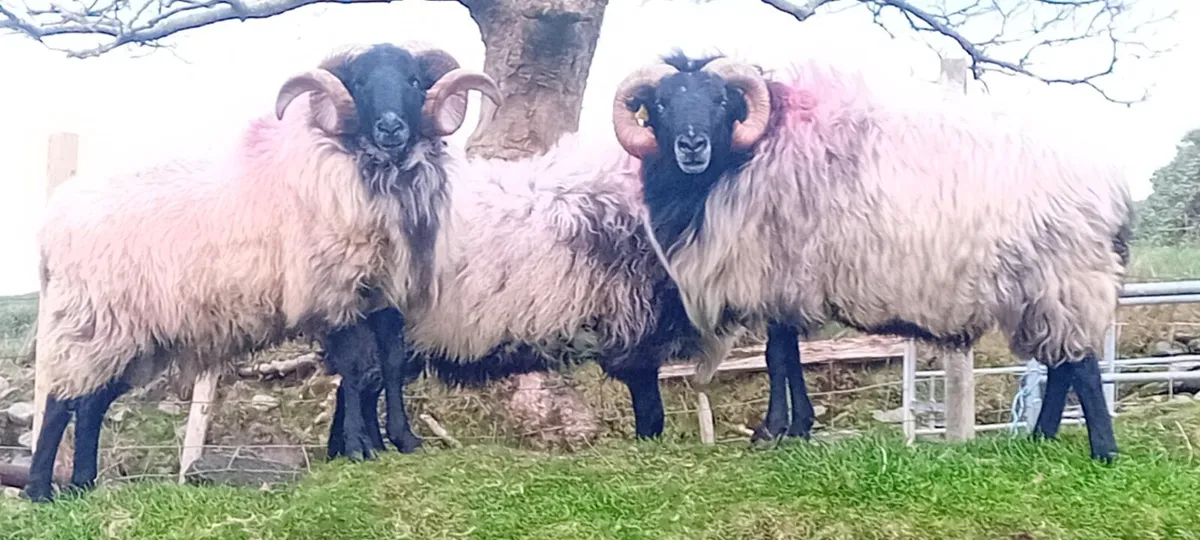 Blackface rams - Image 1